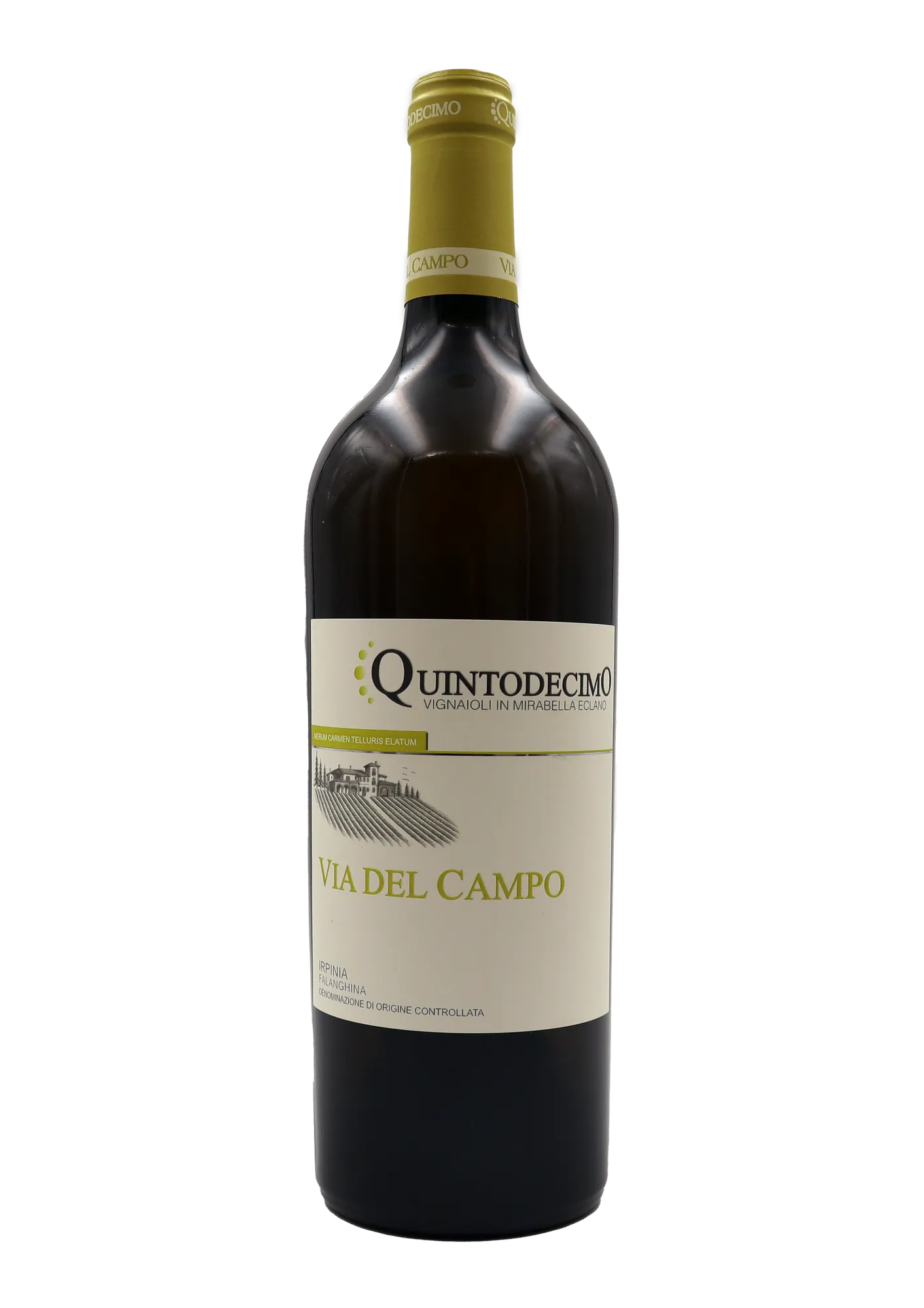 Quintodecimo: Falanghina Via del Campo 2024